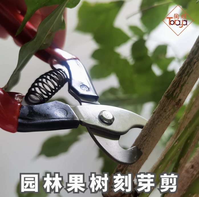 陶雅树枝葡萄果树刻芽引芽刀